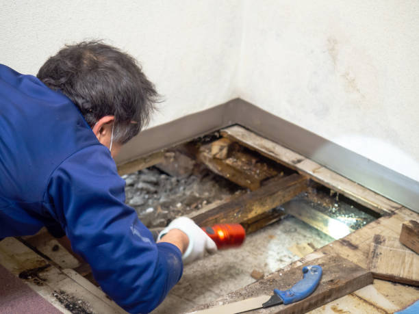Best Mold Removal Process  in Lakewood Park, TN