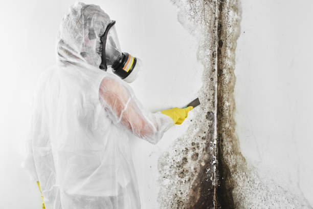 Best Attic Mold Removal  in Lakewood Park, TN
