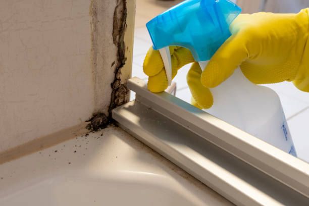 Best Local Mold Removal Service  in Lakewood Park, TN