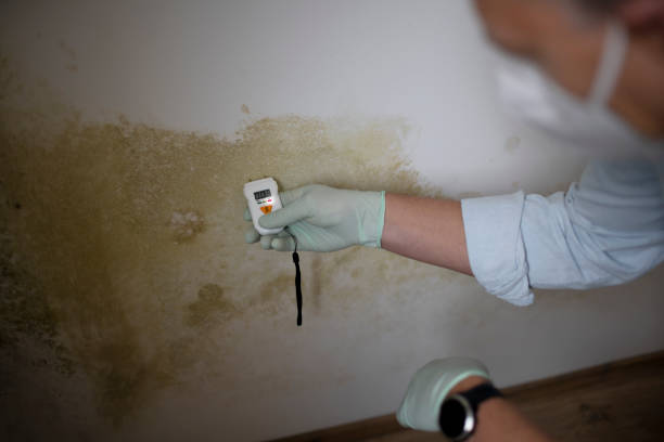 Mold Removal Process in Lakewood Park, TN