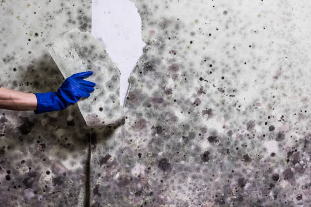Mold Removal and Inspection in Lakewood Park, TN