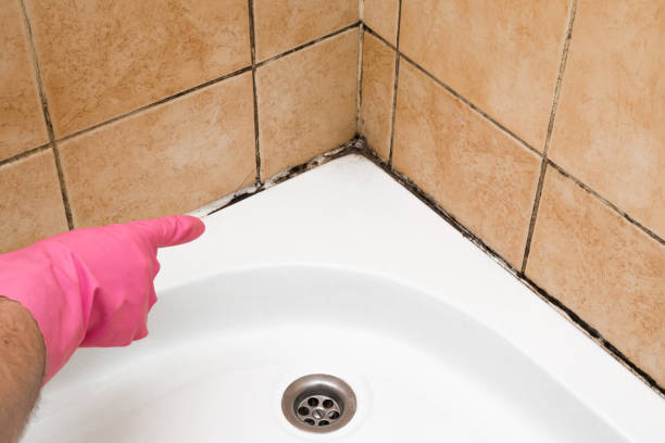 Best Office Mold Removal Services  in Lakewood Park, TN